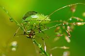schildwantslarve (pentatomidae sp)